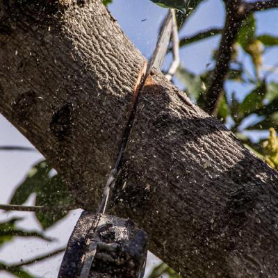 Spokane Tree Service - Tree Cutting Photo