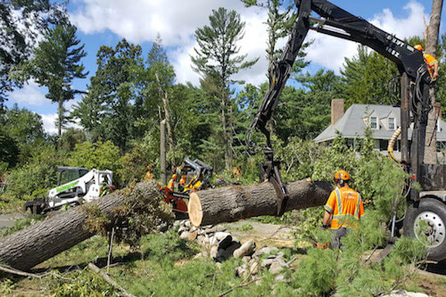 Tree Removal in Spokane, WA