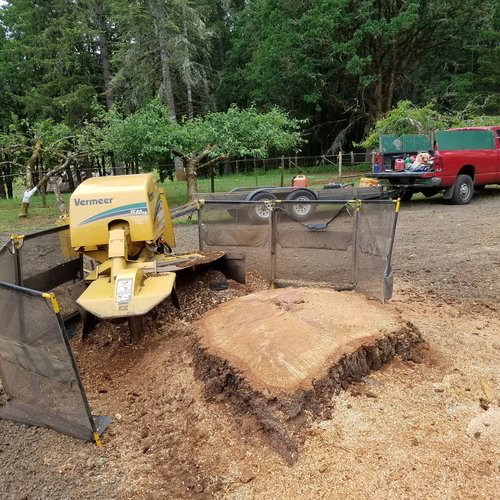 Tree Stump Grinding with Spokane Tree Service