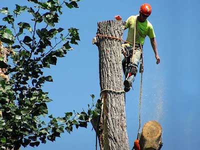 Spokane Tree Service  - Tree Removal Service