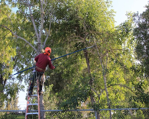 Spokane Tree Service - Tree Trimming