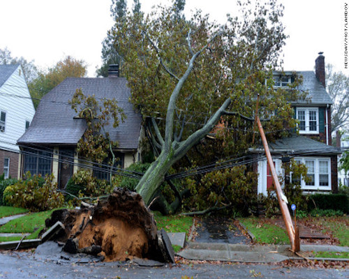 Uprooted tree photo on Main St.